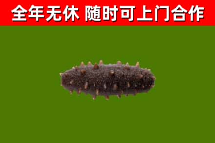 洛阳市回收海参干
